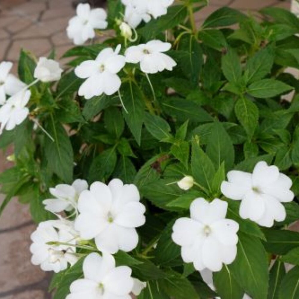 Meet your Posher, KP